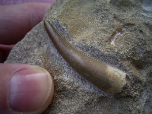 3 Zähne: Plesiosaurus, Mosasaurus und Hai; Marokko