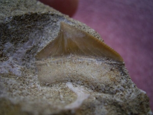 3 Zähne: Plesiosaurus, Mosasaurus und Hai; Marokko