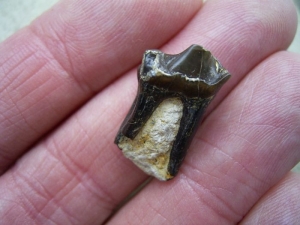 Palaeotherium Zahn - frühes Pferd
