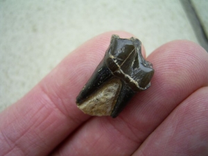 Palaeotherium Zahn - frühes Pferd
