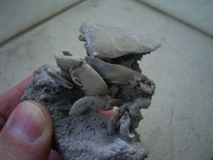 Ranilia muricata
