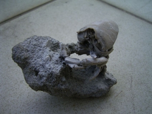 Ranilia muricata