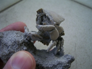 Ranilia muricata