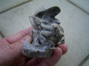 Ranilia muricata
