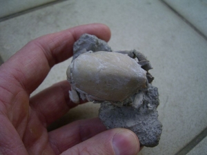 Ranilia muricata