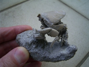 Ranilia muricata