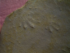 Muschelkalk Fährte: Fünf Trittsiegel auf einer Platte