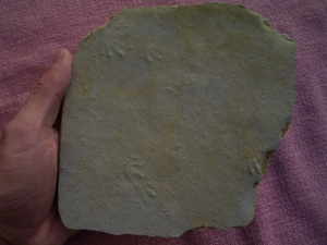 Muschelkalk Fährte: Fünf Trittsiegel auf einer Platte