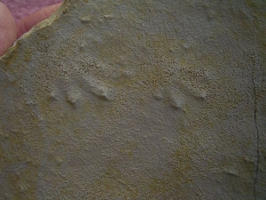 Muschelkalk Fährte: Fünf Trittsiegel auf einer Platte