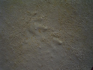 Muschelkalk Fährte: Fünf Trittsiegel auf einer Platte