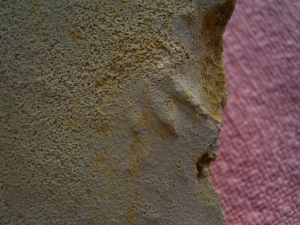 Muschelkalk Fährte: Fünf Trittsiegel auf einer Platte