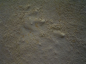 Muschelkalk Fährte: Fünf Trittsiegel auf einer Platte