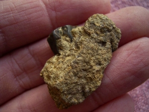 Triceratops Zahn auf Matrix #1