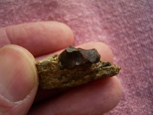 Triceratops Zahn auf Matrix #1