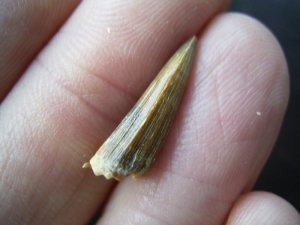 Krokodil Zahn, Chile