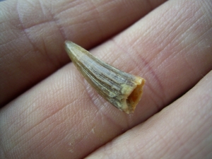 Krokodil Zahn, Chile