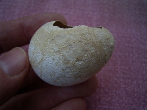 Ei aus der Wüste Sahara