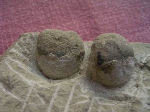 Schildkröten-Eier auf Matrix #2