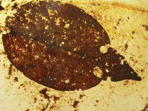 Blatt aus Messel