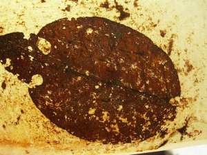 Blatt aus Messel