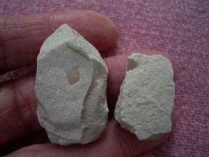 Vogel Eierschalen von Palaeolodus