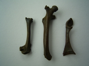 Drei Nager-Knochen aus Teergrube