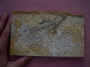Solnhofen Rhamphorhynchus Knochen
