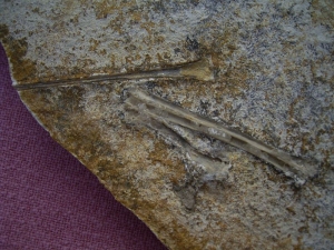 Solnhofen Rhamphorhynchus Knochen