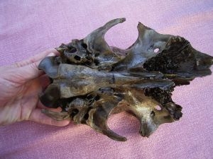 Deer skull female