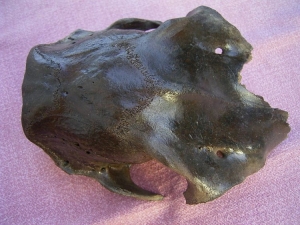 Rothirsch Weibchen Schädel