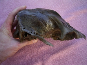 Rothirsch Weibchen Schädel