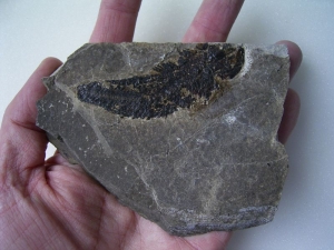 Seefeld Trias Fisch #2 Pholidophorus