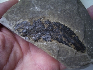 Seefeld Trias Fisch #2 Pholidophorus