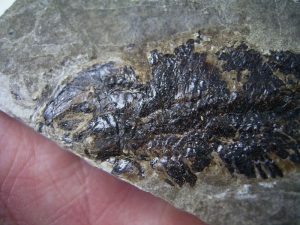 Seefeld Trias Fisch #2 Pholidophorus