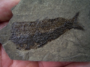 Seefeld Trias Fisch #4 Pholidophorus