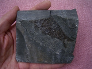 Seefeld Trias Fisch #9 Paralepidotus