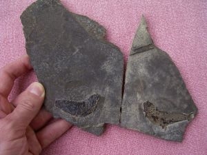 Triassic fish Pos/Neg from Seefeld #11 Pholidophorus