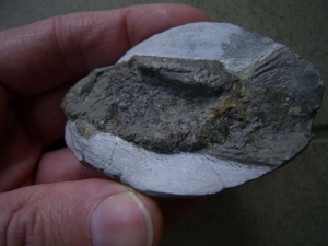 Muschelkalk Fisch Gyrolepis