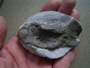 Muschelkalk Fisch Gyrolepis