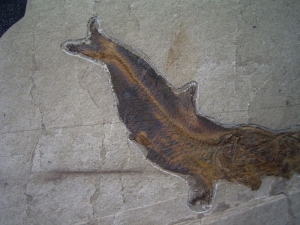 Fisch frisst Fisch # 4