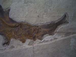 Fisch frisst Fisch # 4