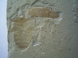 Käfer