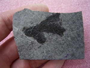 Voltzia aus der Trias von Seefeld #1