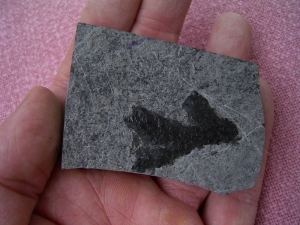 Voltzia aus der Trias von Seefeld #1