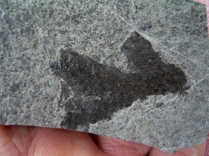 Voltzia aus der Trias von Seefeld #1