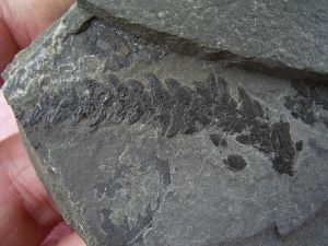 Voltzia triassic age Seefeld, Austria #2
