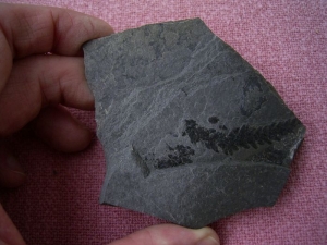 Voltzia aus der Trias von Seefeld #2