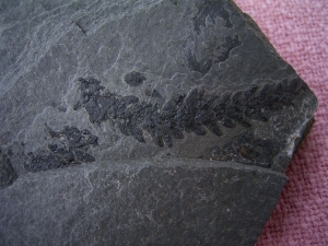 Voltzia aus der Trias von Seefeld #2