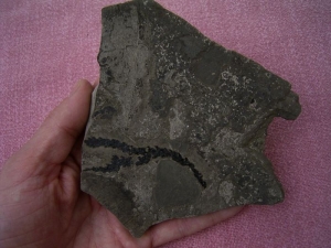 Voltzia aus der Trias von Seefeld #3