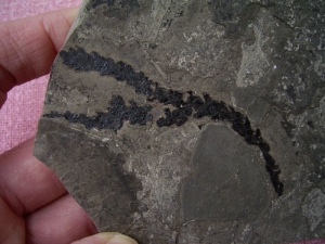 Voltzia aus der Trias von Seefeld #3